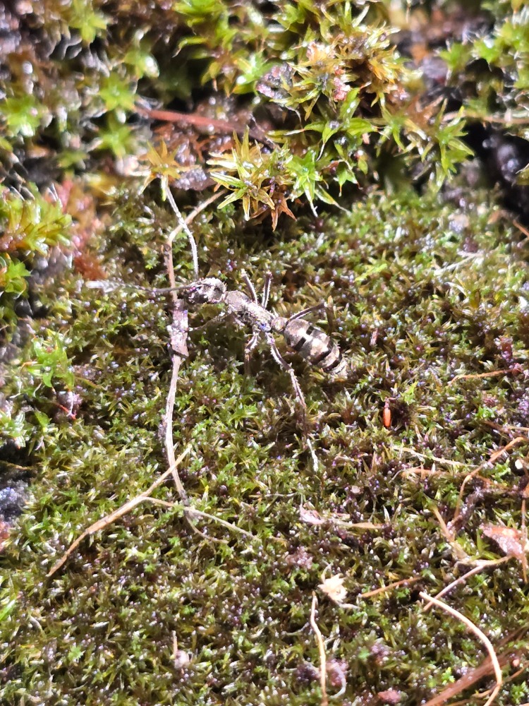 Diacamma rugosum